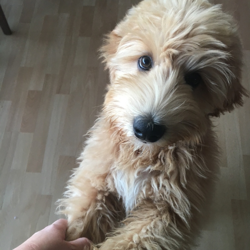 Meet your Posher, Shaun